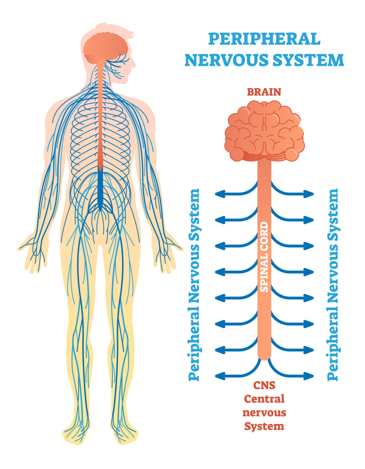 chart of the nervous system