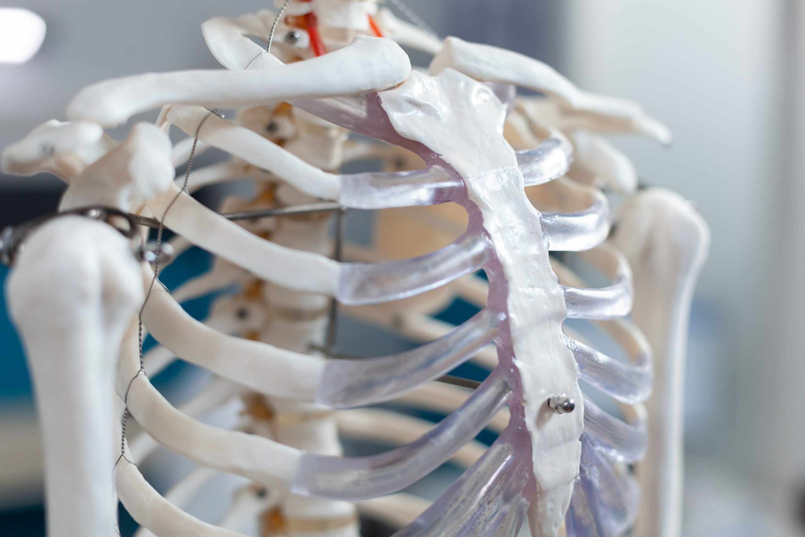 Close up of model of rib cage