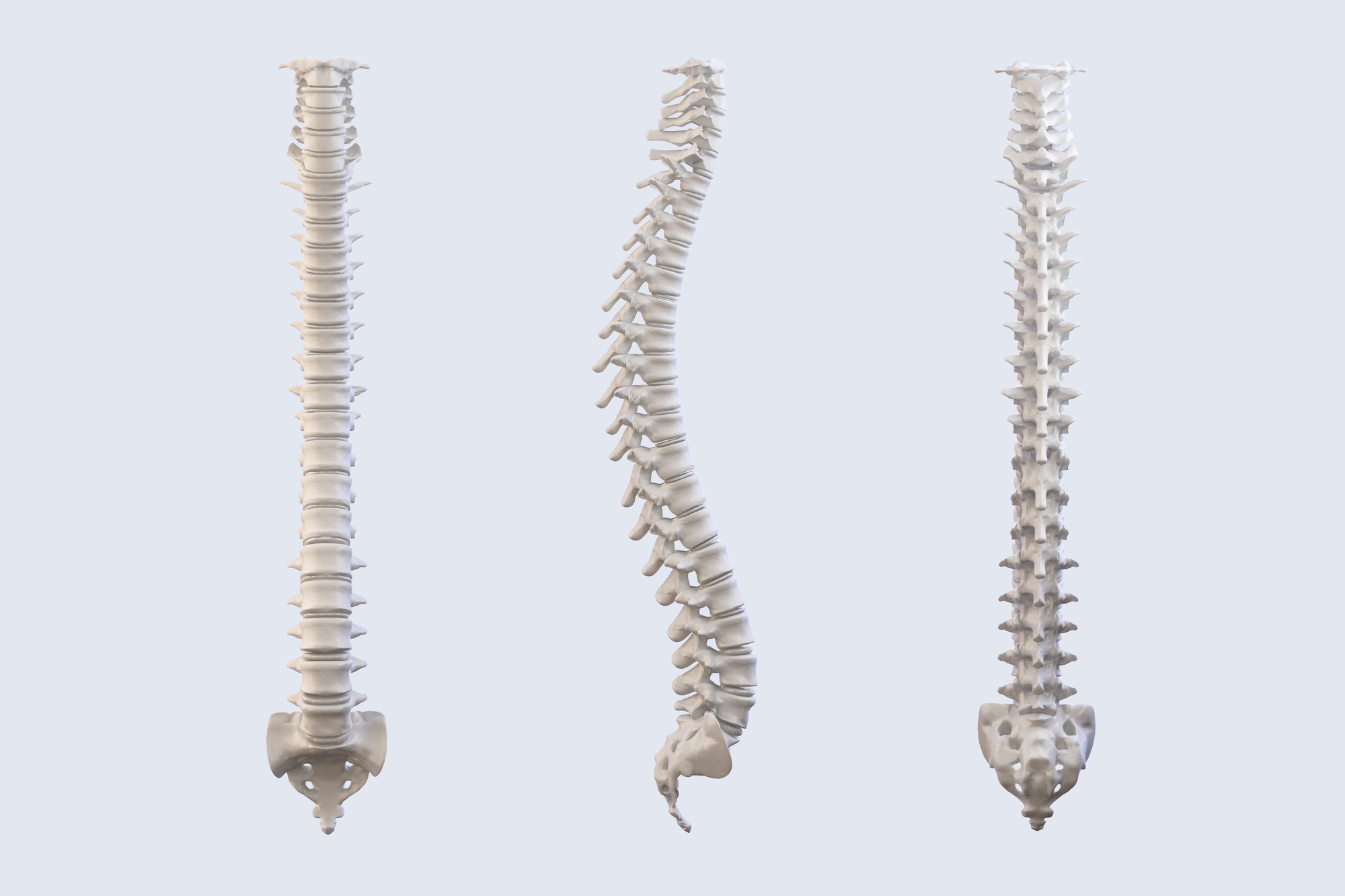 side front and back view of spine